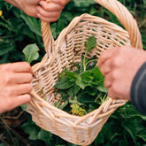 Wild Foraging, Cookery & Lunch for Two