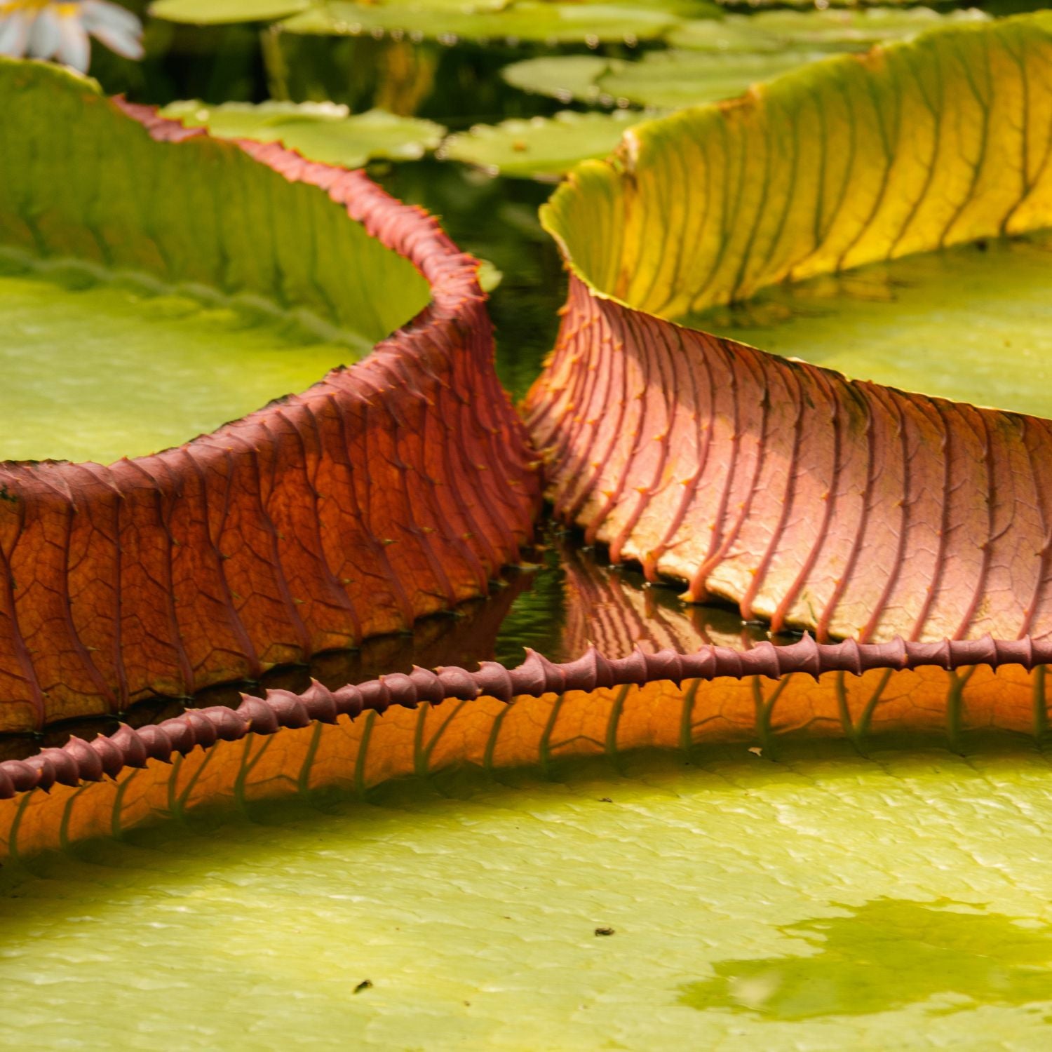 Visit to Kew Gardens with Cream Tea for Two